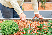 Unbekannter Gärtner mit Harke beim Auflockern des Bodens im Beet mit Salat auf dem Bauernhof