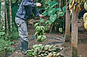 Side view of cropped unrecognizable male in casual clothes and bucket hat bending forward and tying thread around bunch of unripe bananas while working on ecological farm during harvest season in Costa Rica