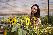 Lächelnde junge ethnische Käuferin, die blühende Helianthus mit angenehmem Aroma und zarten Blüten in einem Gartencenter berührt