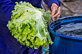 Unbekannter Bauer wäscht frische Salatstängel in einem blauen Eimer mit Wasser auf einem Feld auf dem Lande
