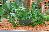 Grüne Petersilie, zweijährige Pflanze mit aromatischen Blättern, die in fruchtbarem Boden neben einem leeren Namensschild auf einem Stock in einem Gartenbeet auf dem Land wächst