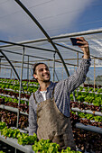 Positive male gardener in apron taking self portrait on cellphone between rows of lettuce in hydroponic farm