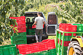 Rückansicht eines nicht erkennbaren männlichen Landwirts in Freizeitkleidung, der an einem sonnigen Tag auf dem Lande mit Bäumen einen roten und grünen Obstkorb aus Plastik hinten in einen Lieferwagen lädt