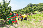 Unrecognizable farmer standing by van with tractor carrying colorful plastic basket parked on grassy field in countryside during cherry harvest on sunny day