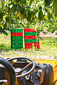 Geparkter Traktor mit gestapelten leeren Kirschernte-Kunststoffkörben über grünem Gras unter einem Baum auf dem Lande an einem sonnigen Tag