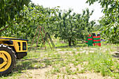 Auf einem Acker geparkter Traktor in der Nähe von grünen Kirschbäumen mit Holzständer und gestapelten Erntekörben aus Kunststoff an einem sonnigen Tag auf dem Lande
