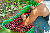 Unrecognizable male gardener collecting fresh ripe and juicy cherries in plastic container during harvest in orchard