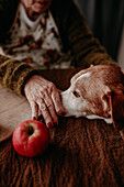 An elderly woman's hand gently reaches towards a beagle dog beside a fresh apple on a wooden table, depicting a serene companionship