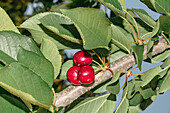 Nahaufnahme eines Straußes frischer, reifer und schmackhafter roter Kirschen auf einem Zweig mit grünen Blättern für die Ernte im Obstgarten