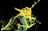Dynamische Spritzer gelber und grüner Farbe, die in der Luft eingefangen wurden und an eine Zitrone in Buddhas Hand erinnern, vor einem schwarzen Sternenhintergrund