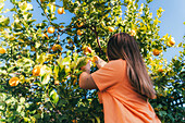 Back view of unrecognizable woman is handpicking ripe lemons from a lush tree in a sunny backyard, showcasing the concept of homegrown produce and sustainable living.