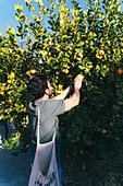 A person carefully picks ripe lemons from a lush tree in a home garden, with a cloth bag slung over the shoulder.