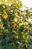Ein leuchtender Zitronenbaum mit reifen gelben Zitronen, gebadet in warmem Sonnenlicht, das durch die Blätter in einem Hausgarten fällt.