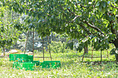 Cherry trees in vineyard with ladders and crates during harvesting of ripe cherries by farmers