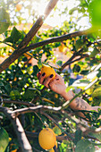 Cropped unrecognizable woman's hand is seen gently picking a bright, ripe lemon from a lush tree at home, with sunlight filtering through the leaves.