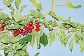 From below of bunch of fresh ripe and tasty red cherries on tree branch with green leaves for harvest in fruit garden against a blue sky