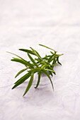 Frischer Estragon (Artemisia dracunculus)