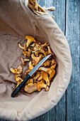 Basket of freshly picked chanterelles and knife