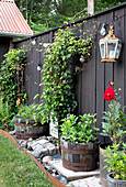 Plants in wooden tubs and pots against a dark privacy screen in the garden