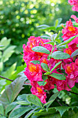 Rhododendron mit leuchtend pinken Blüten im Frühlingsgarten