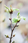 Frische Frühlingstriebe an einem Kastanienzweig (Aesculus)