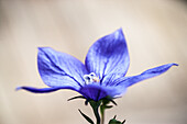 Large-flowered balloon flower (Platycodon grandiflorus) with blue blossom