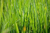 Close-up of fresh green grass