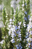 Rosmarin (Rosmarinus officinalis) mit blauen Blüten im Garten