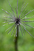 Verblühter Samenstand einer Wildblume vor grünem Hintergrund