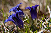 Gentian in a meadow