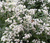 Perlkörbchen in voller Blüte im Garten (Anaphalis)