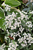 Pearl basket in the garden