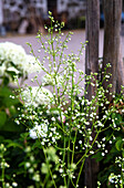 Chinesische Wiesenraute (Thalictrum delavayi) 'Splendide White' mit weißen Blüten im Garten