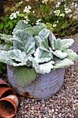 Silverleaf sage in a plant pot on a gravel path