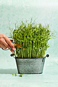 Cutting home-grown pea shoots