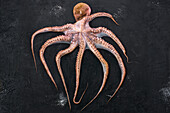 Raw octopus on a black background