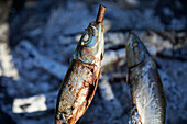 Herring cooked on a stick over an open fire