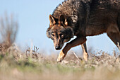 Iberian wolf in the Castilian steppe, Spain
