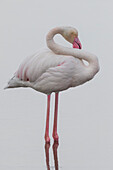 Pink flamingos, Ebro delta, Tarragona, Spain