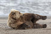 Grizzlybär (Ursus arctos horribilis) beim Spielen am Strand, Lake Clark, Alaska, USA