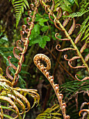 Ferns growing in the Valdivian temperate forest of Puyehue National Park in the Lakes Region in Chile.