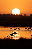 Flamingos (Phoenicopterus roseus) at sunset in Ebro Delta, Spain