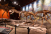 Cast skeletons of a Ceratosaurus & an Allosaurus. Utah Field House of Natural History State Park Museum. Vernal, Utah.