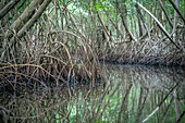 Mangrovenbaum im Caroni-Sumpf. Trinidad und Tobago