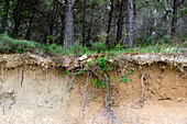Ausschnitt mit Schichten eines fruchtbaren Bodens mit Wurzeln und Stämmen. Yesa-Stausee. Aragonien, Spanien, Europa.