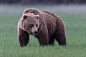 Grizzly bear (Ursus arctos horribilis) on the grass, Lake Clark, Alaska, USA