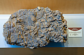 Versteinerte Rugosekoralle aus der Pensylvanischen Periode im Utah Field House of Natural History Museum. Vernal, Utah.