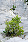 Trockene und steinige, zerklüftete Zone mit spärlicher Vegetation. Yesa-Stausee. Aragonien, Spanien, Europa.