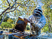 Imker mit Schutzanzug neben Bienenstöcken beim Honigsammeln. La Rioja, Spanien, Europa.