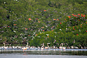 Gruppe von Flamingos und Scharlachibis im Flug über dem Caroni-Sumpf in Trinidad und Tobago